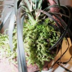 Garten- und Wohnkultur von Weidlfein